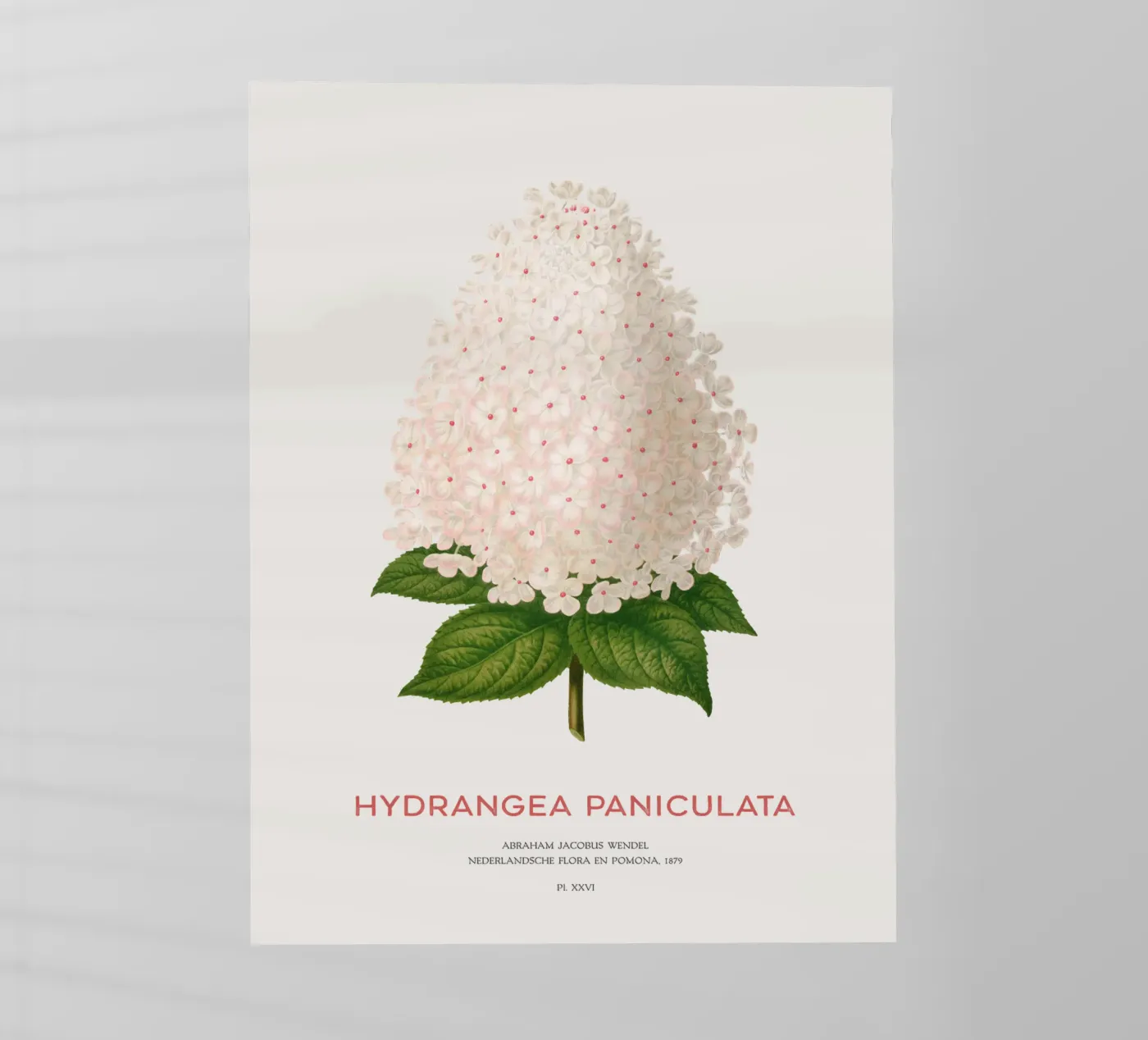Paniekhortensia of Hydrangea paniculata backlit folie van Vintagrafica