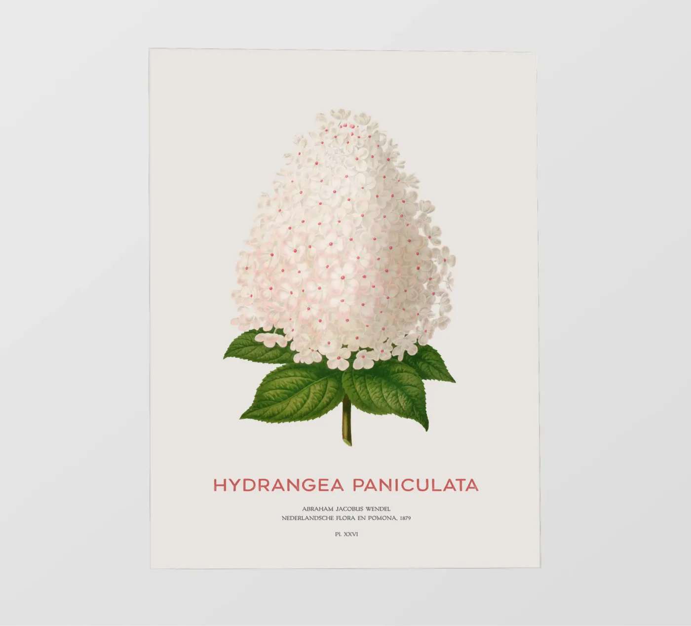 Paniekhortensia of Hydrangea paniculata backlit folie van Vintagrafica