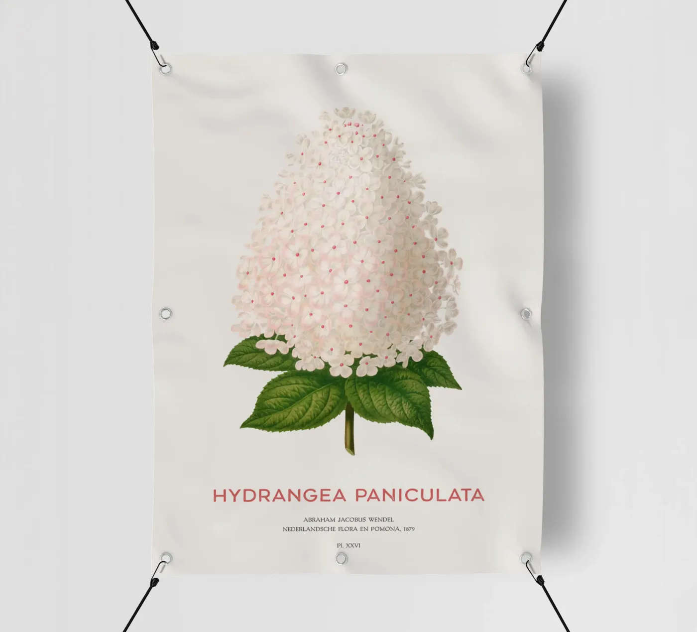 Panicled hydrangea or Hydrangea paniculata pvc cover by Vintagrafica