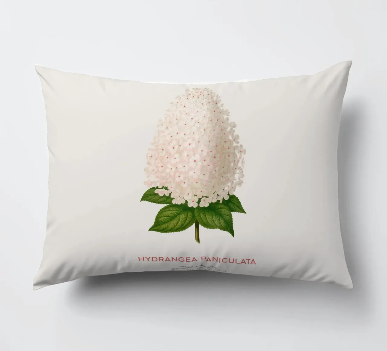 Ortensia paniculata o Hydrangea paniculata cuscino da Vintagrafica