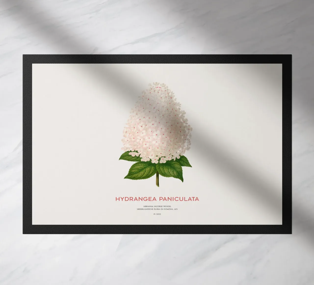 Ortensia paniculata o Hydrangea paniculata zerbino da Vintagrafica