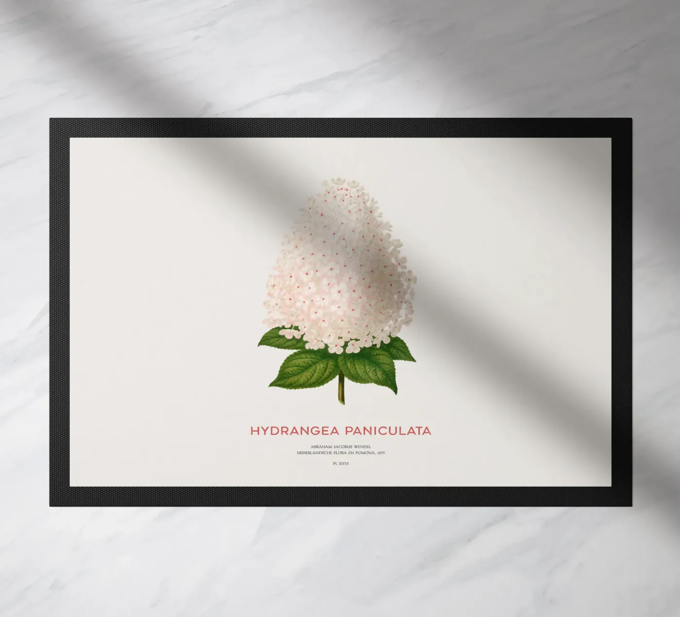 Paniekhortensia of Hydrangea paniculata deurmat van Vintagrafica
