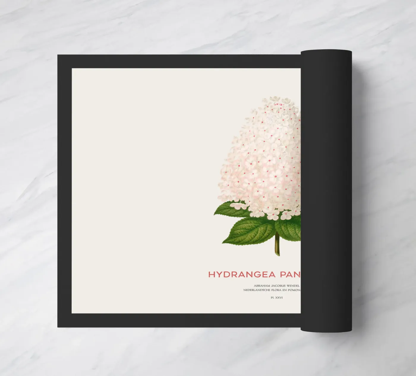 Panicled hydrangea or Hydrangea paniculata deurmat van Vintagrafica
