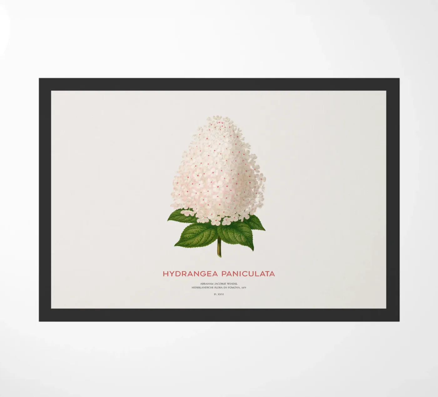 Panicled hydrangea or Hydrangea paniculata deurmat van Vintagrafica