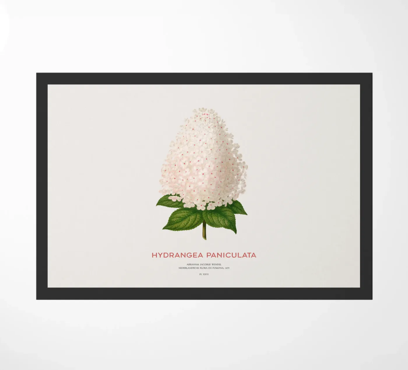 Paniekhortensia of Hydrangea paniculata deurmat van Vintagrafica