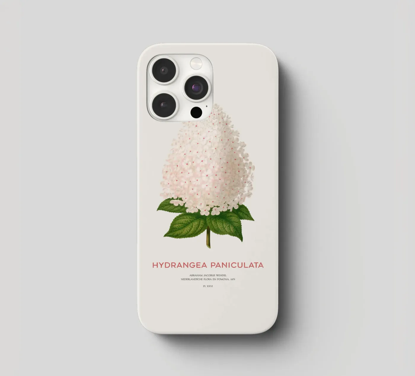 Panicled hydrangea or Hydrangea paniculata iphone case by Vintagrafica