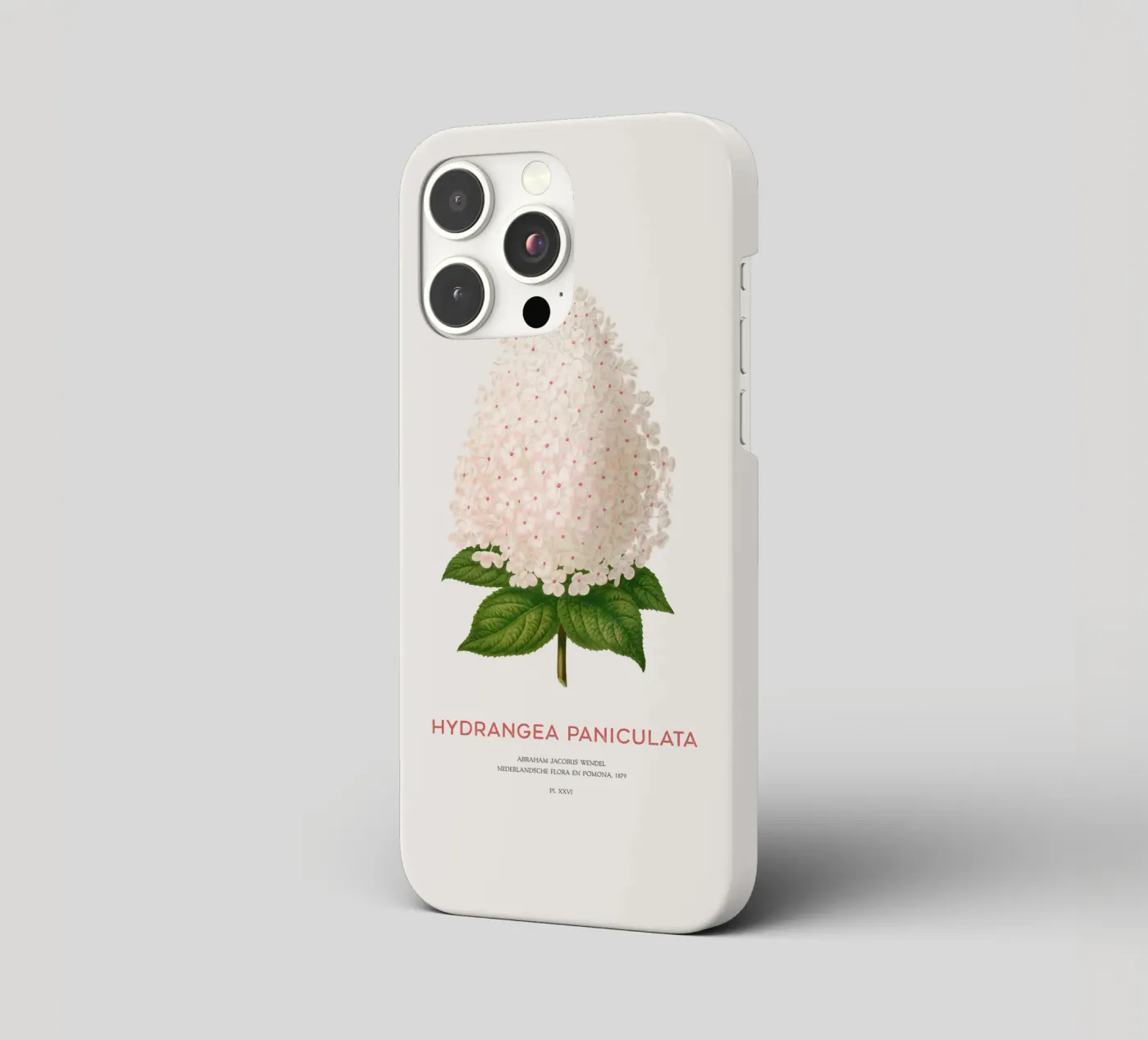 Panicled hydrangea or Hydrangea paniculata iphone case by Vintagrafica
