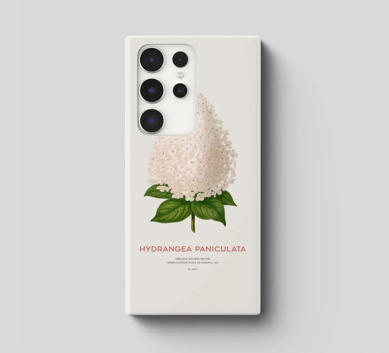Panicled hydrangea or Hydrangea paniculata cover samsung da Vintagrafica