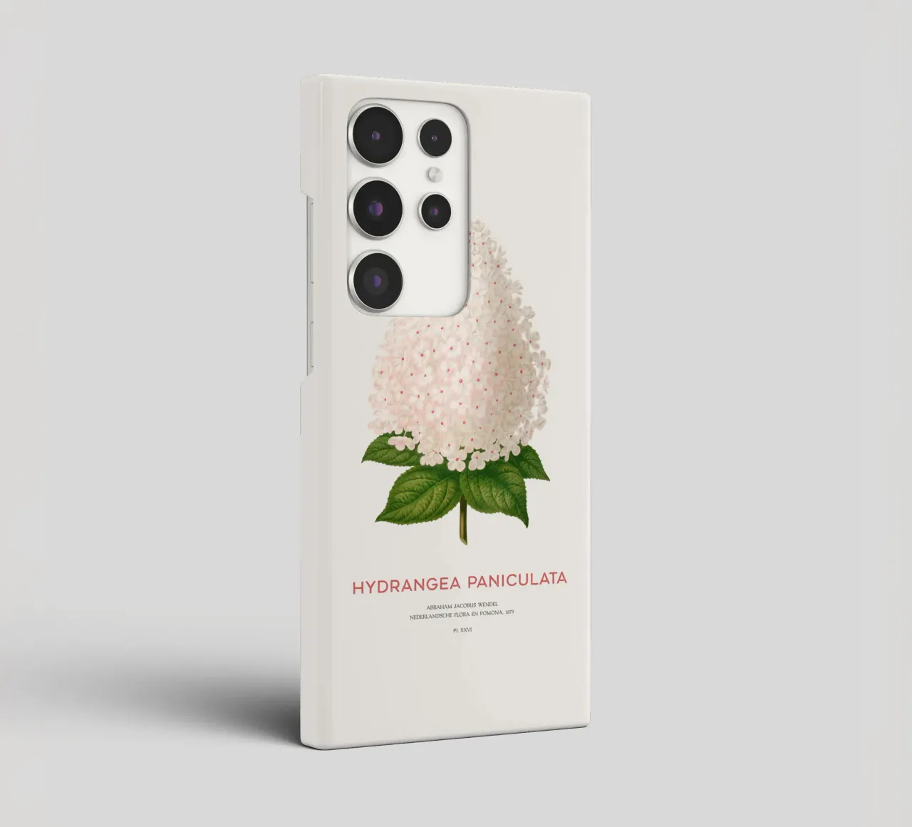 Panicled hydrangea or Hydrangea paniculata cover samsung da Vintagrafica