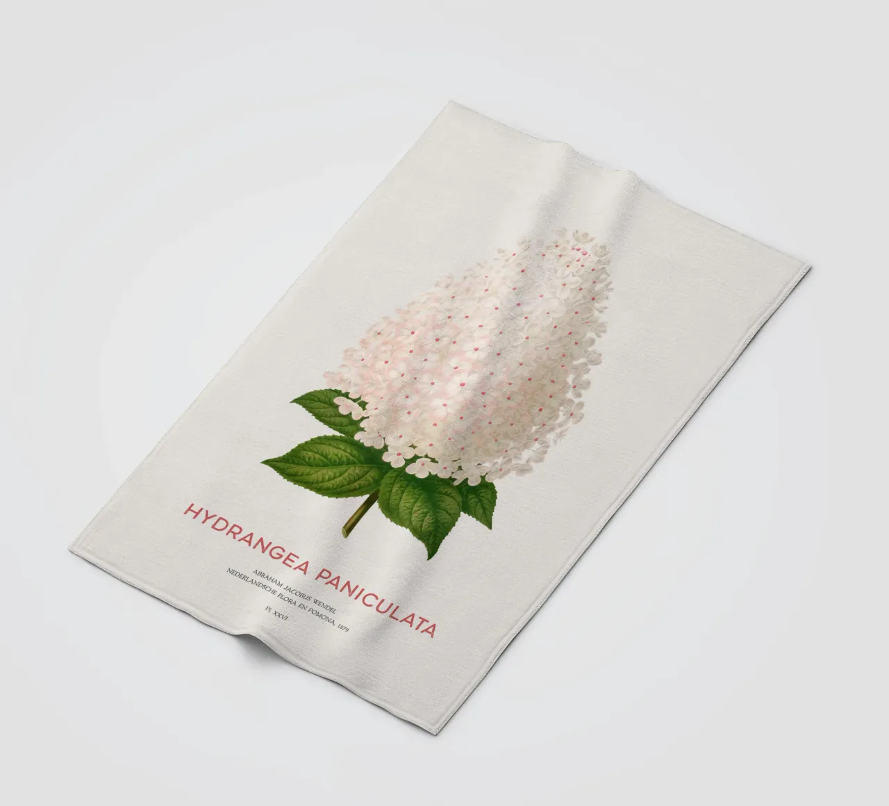 Ortensia paniculata o Hydrangea paniculata coperta in pile da Vintagrafica