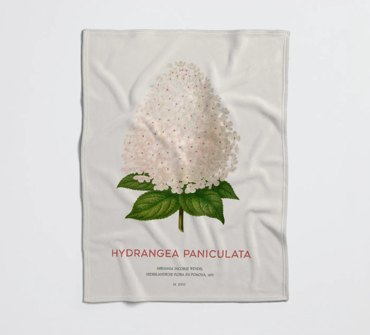 Panicled hydrangea or Hydrangea paniculata coperta in pile da Vintagrafica