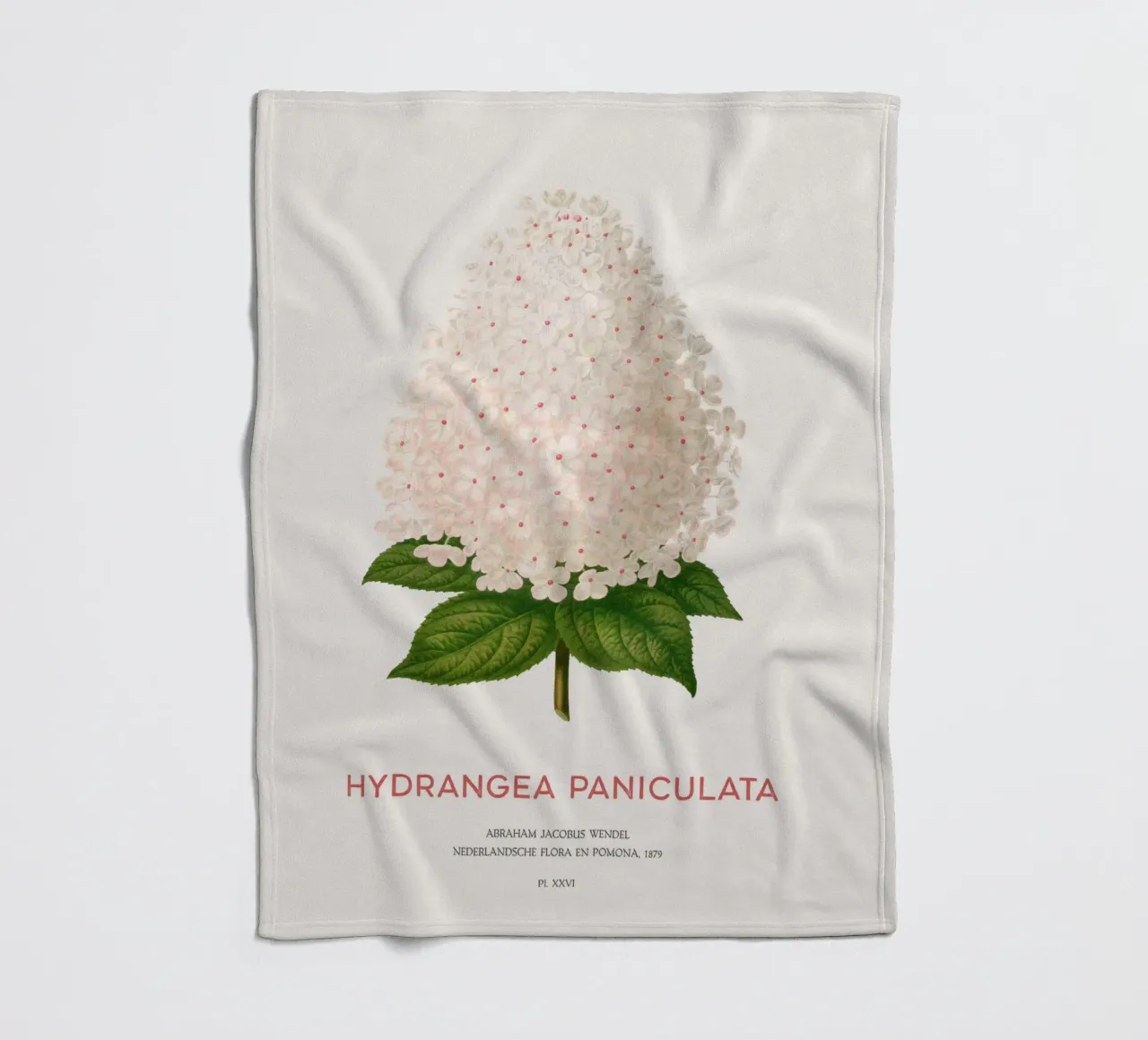 Ortensia paniculata o Hydrangea paniculata coperta in pile da Vintagrafica