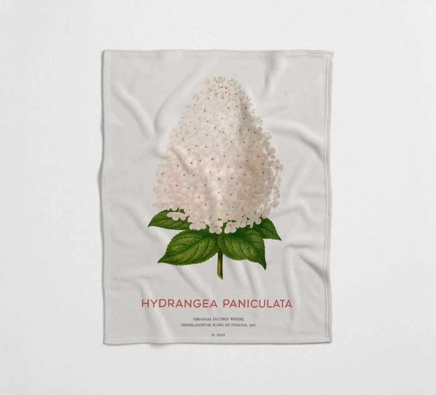 Panicled hydrangea or Hydrangea paniculata coperta in pile da Vintagrafica