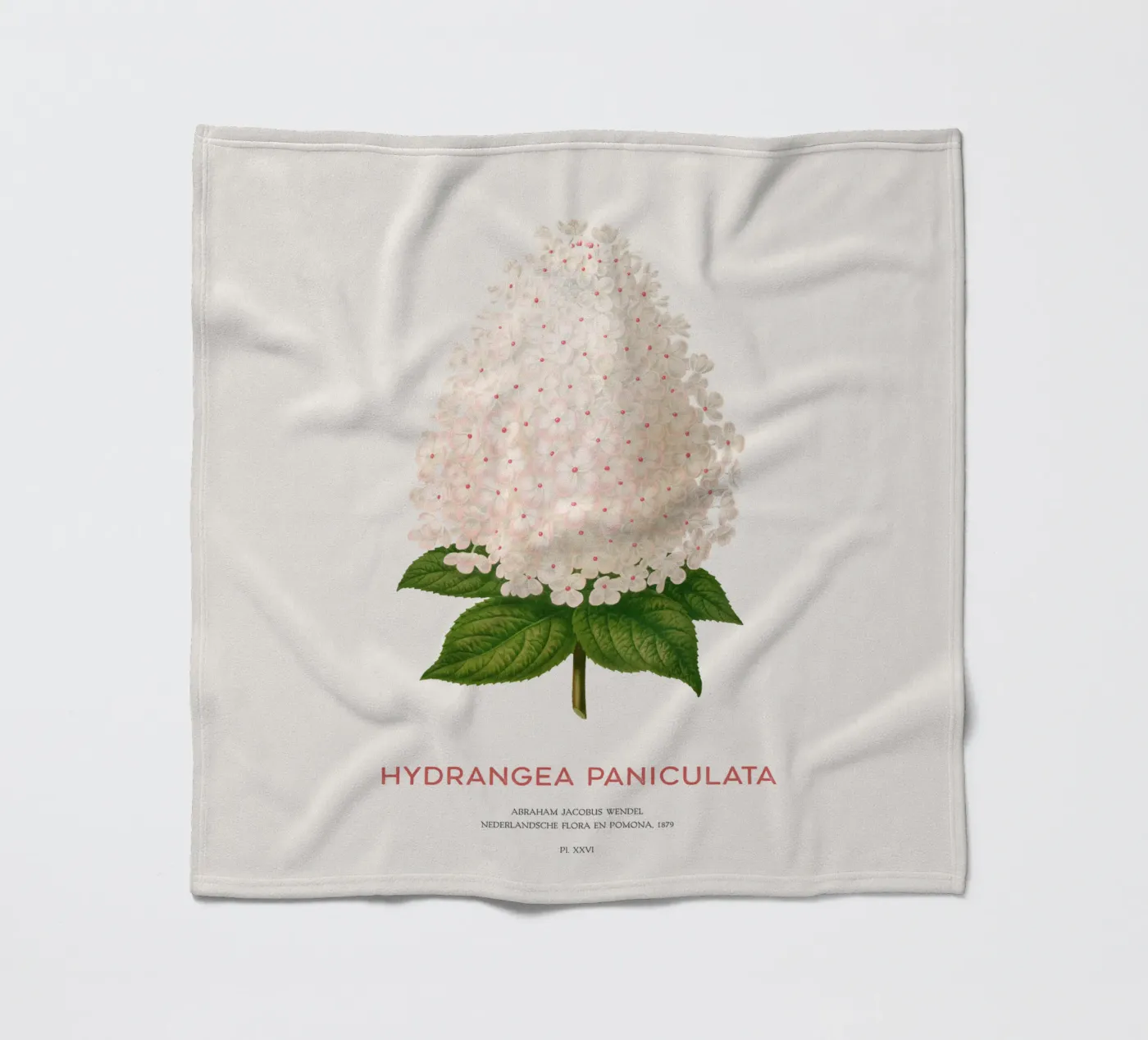 Panicled hydrangea or Hydrangea paniculata coperta in pile da Vintagrafica