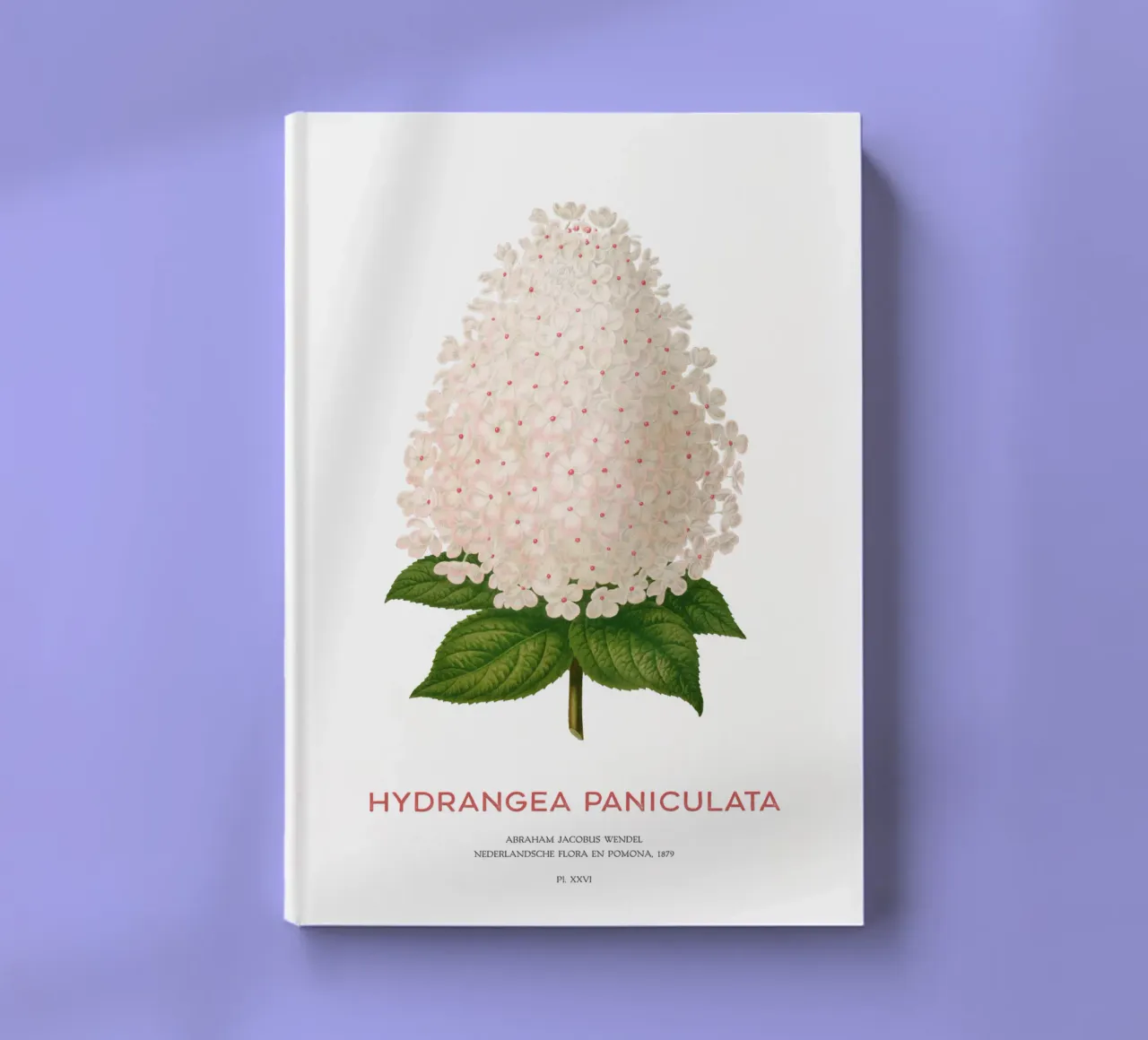 Panicled hydrangea or Hydrangea paniculata notebook by Vintagrafica