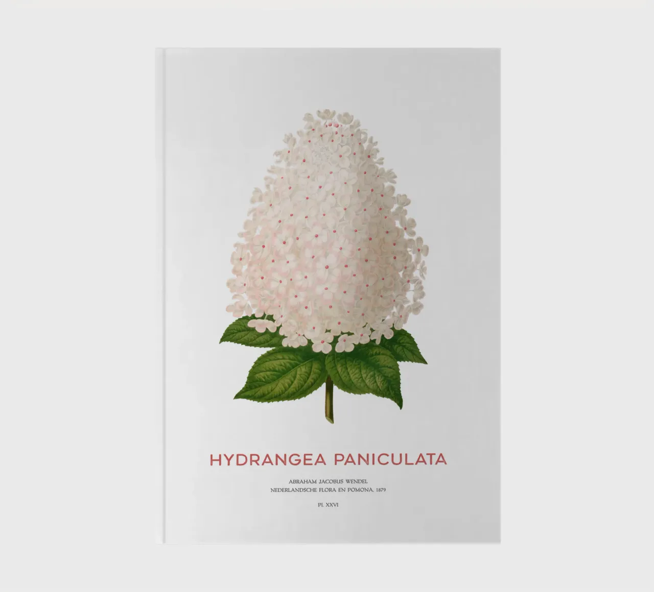 Panicled hydrangea or Hydrangea paniculata notebook by Vintagrafica