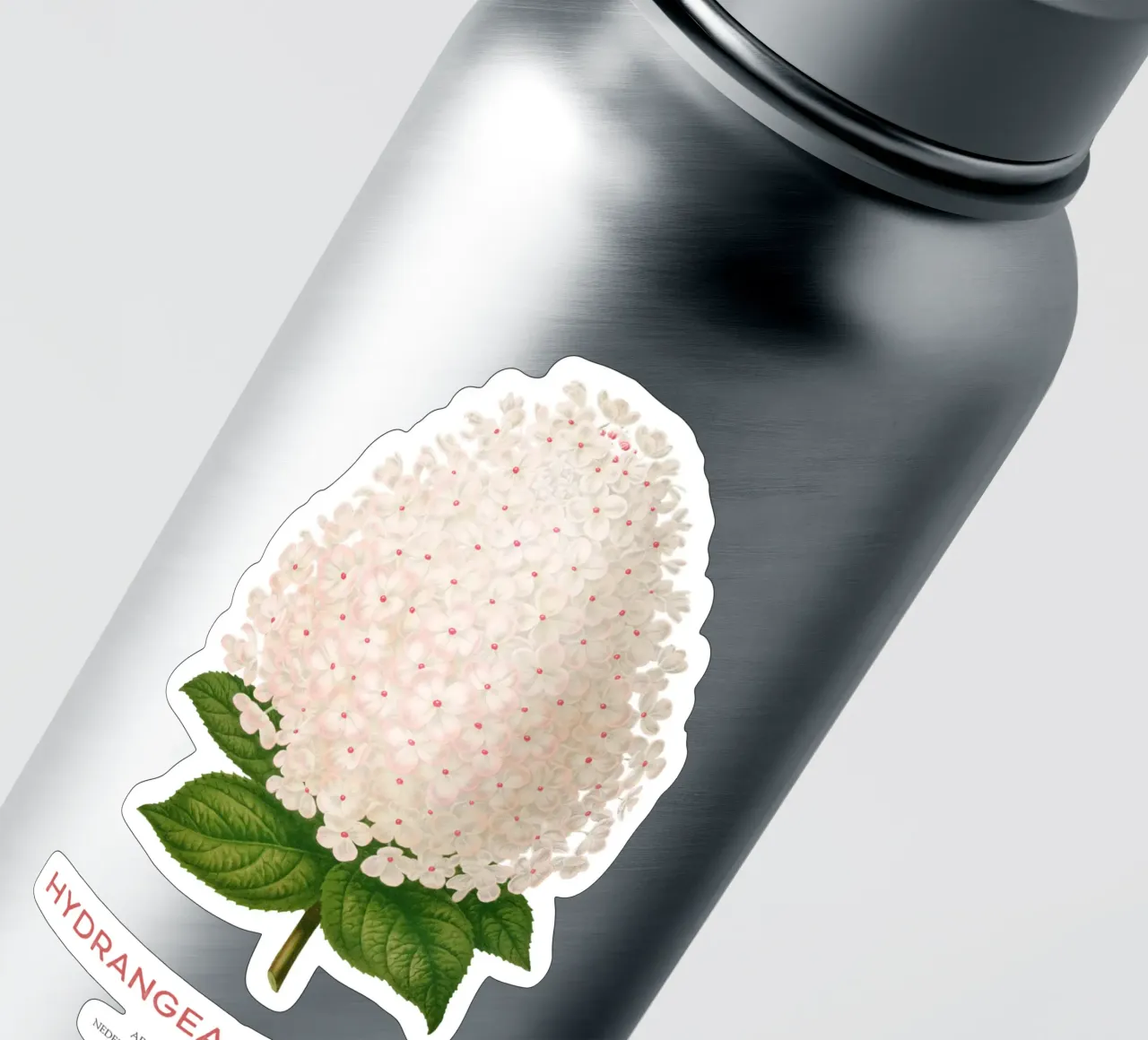 Ortensia paniculata o Hydrangea paniculata adesivo da Vintagrafica