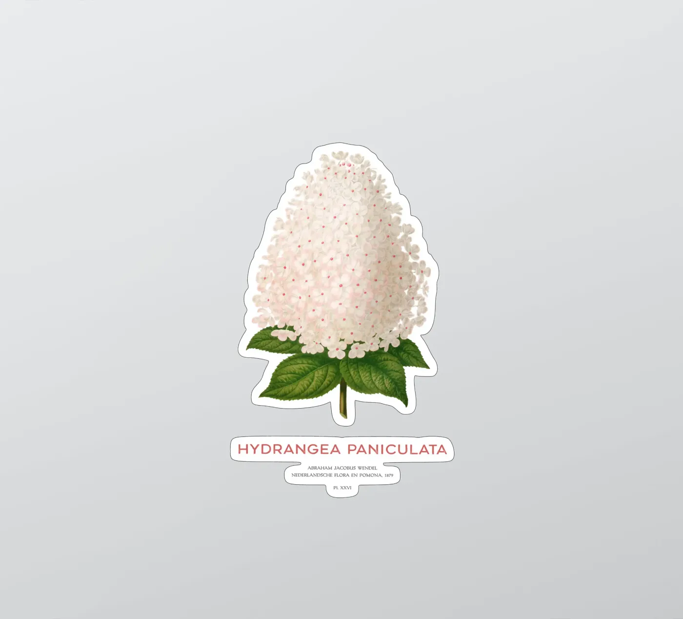 Panicled hydrangea or Hydrangea paniculata adesivo da Vintagrafica