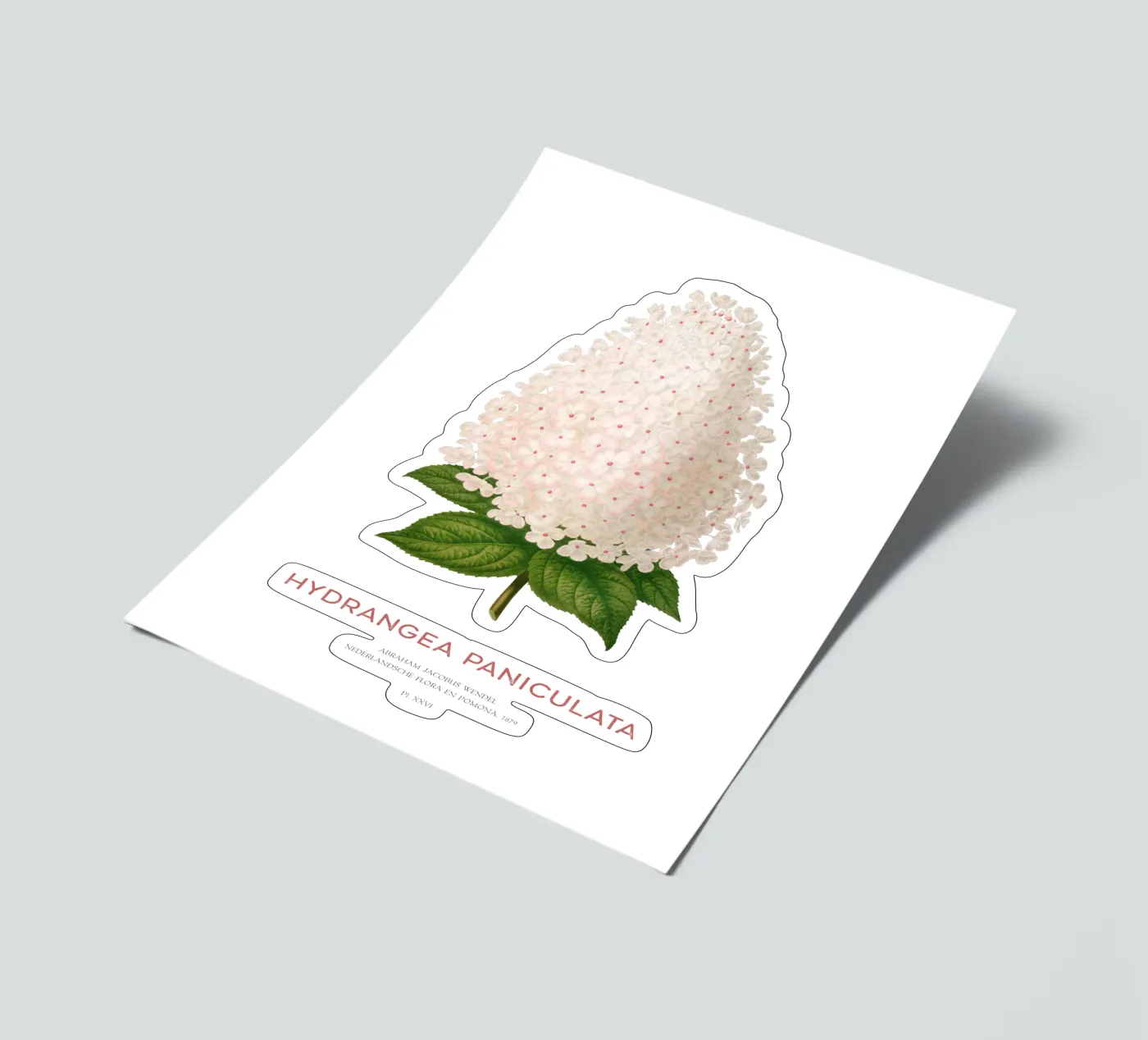 Panicled hydrangea or Hydrangea paniculata stickervel van Vintagrafica