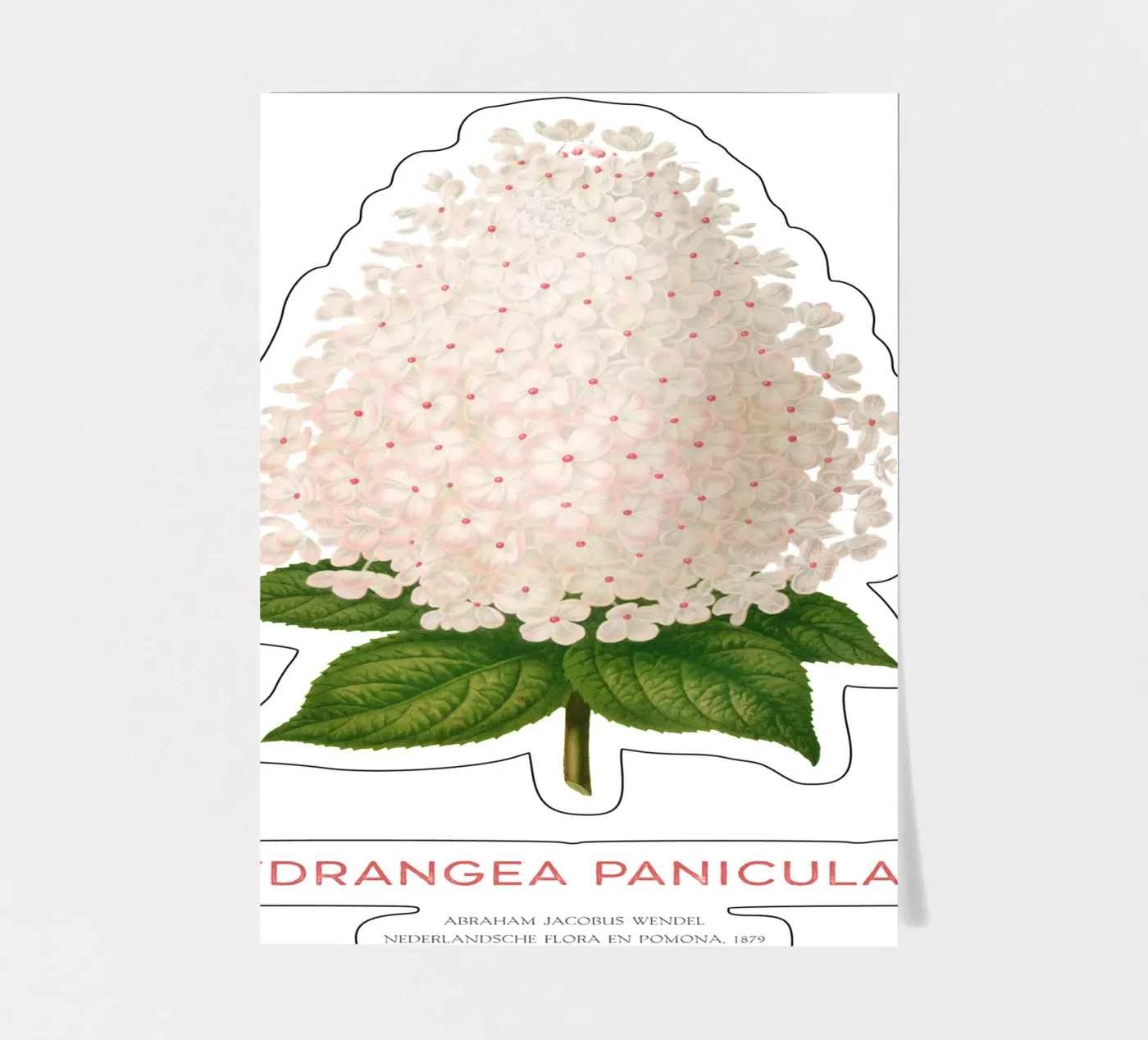 Panicled hydrangea or Hydrangea paniculata stickervel van Vintagrafica