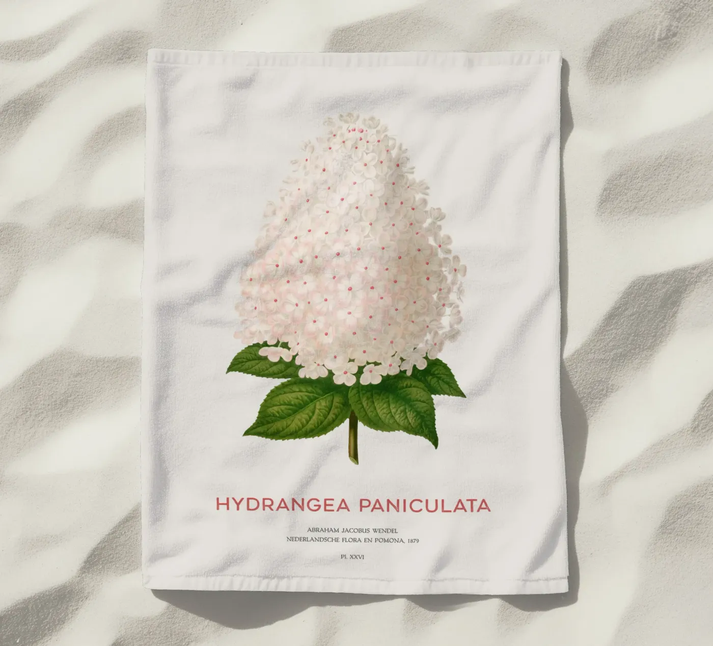 Panicled hydrangea or Hydrangea paniculata telo mare da Vintagrafica