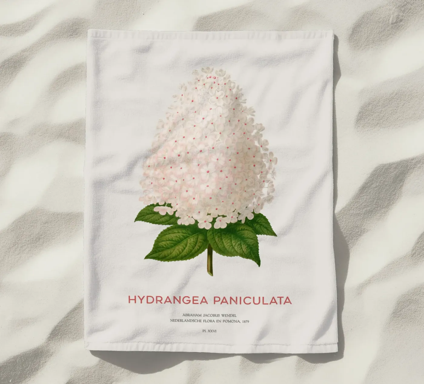 Panicled hydrangea or Hydrangea paniculata serviette de plage de Vintagrafica