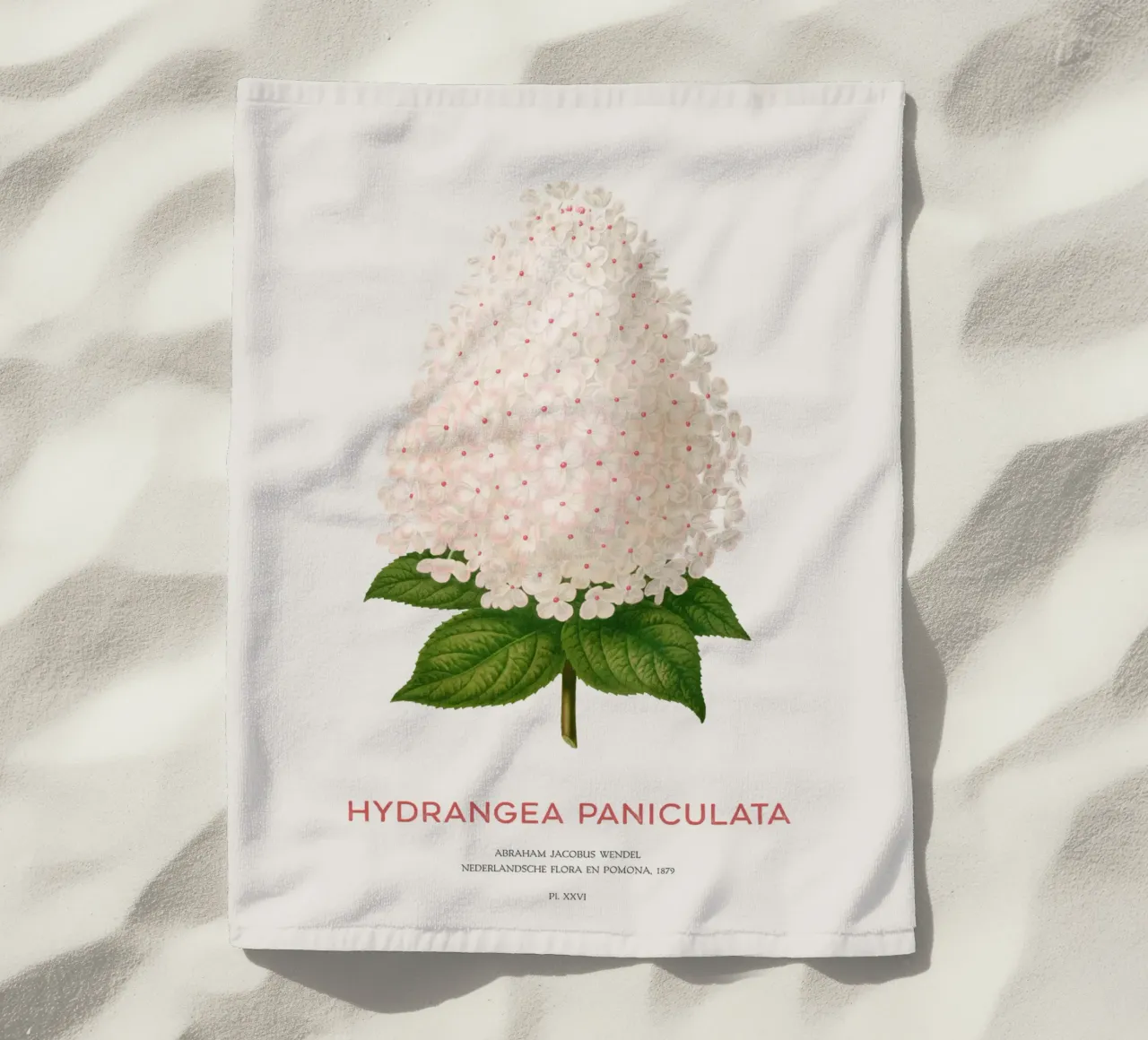 Panicled hydrangea or Hydrangea paniculata beach towel by Vintagrafica