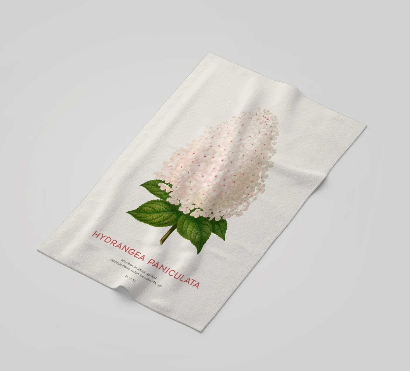 Panicled hydrangea or Hydrangea paniculata beach towel by Vintagrafica