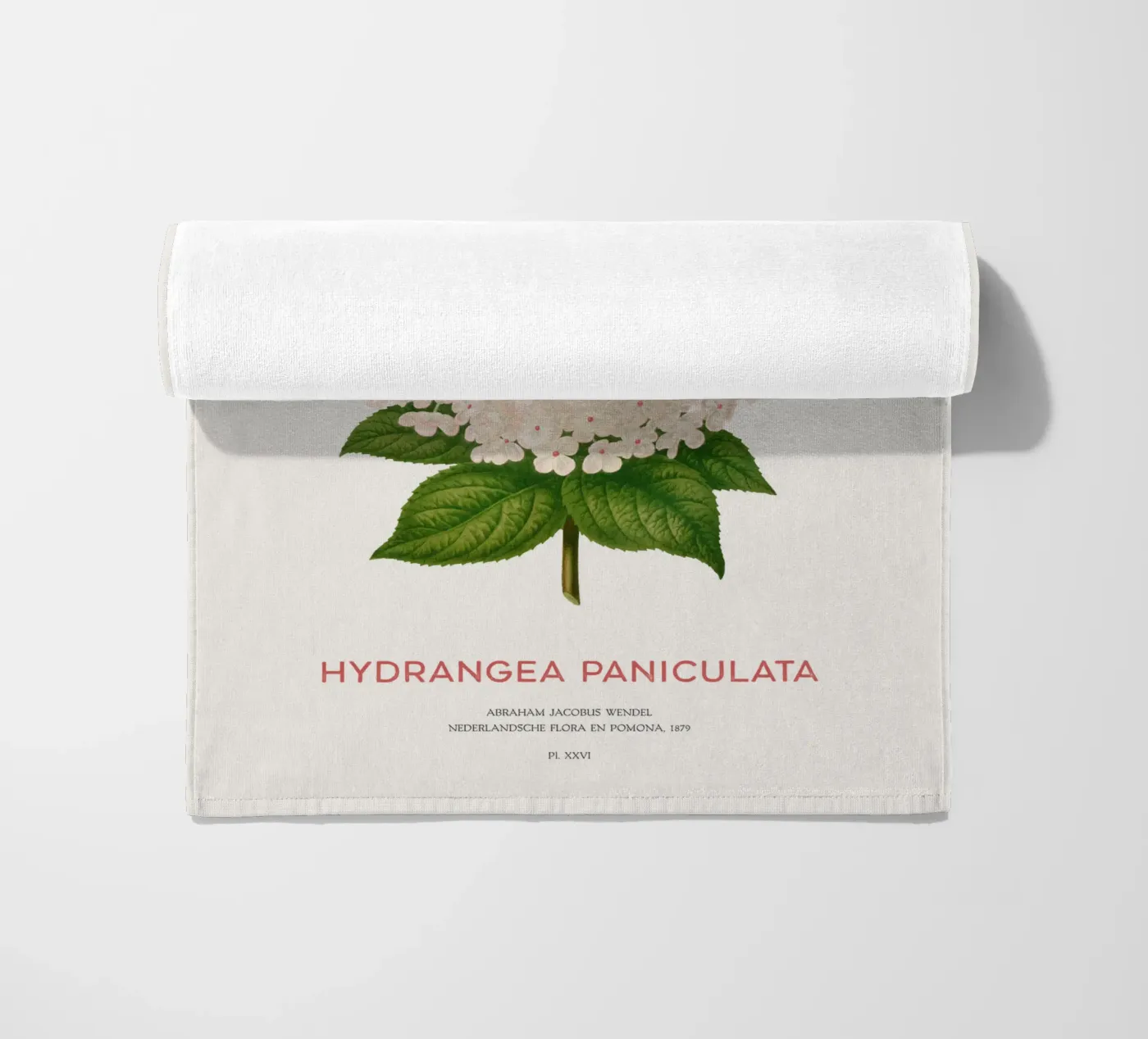 Panicled hydrangea or Hydrangea paniculata telo mare da Vintagrafica