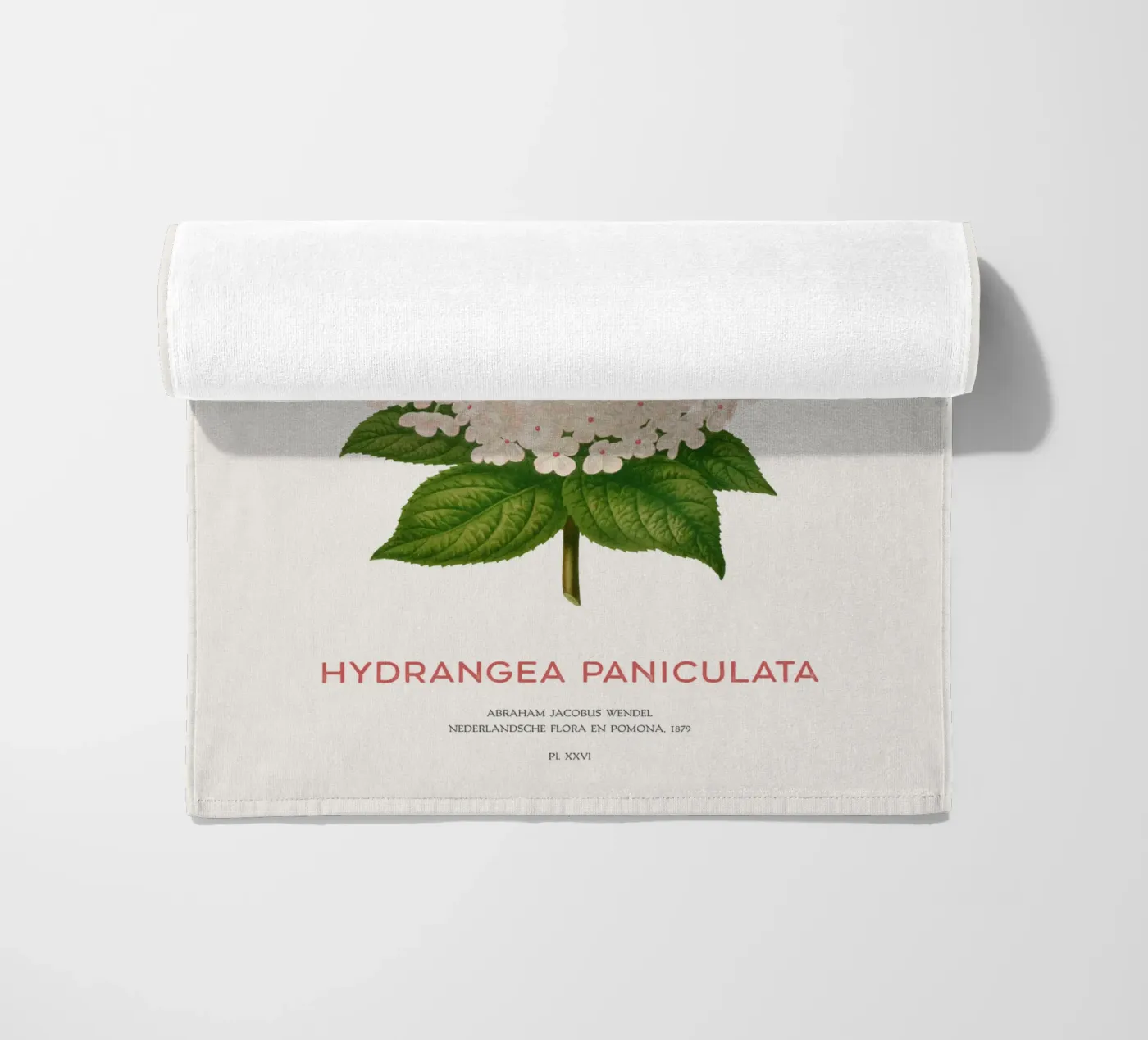 Panicled hydrangea or Hydrangea paniculata serviette de plage de Vintagrafica