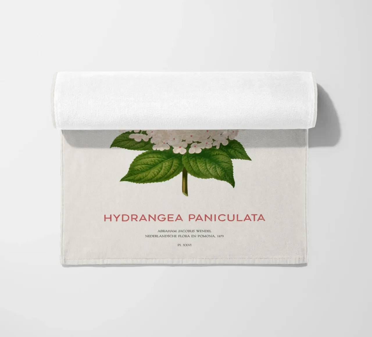 Panicled hydrangea or Hydrangea paniculata beach towel by Vintagrafica
