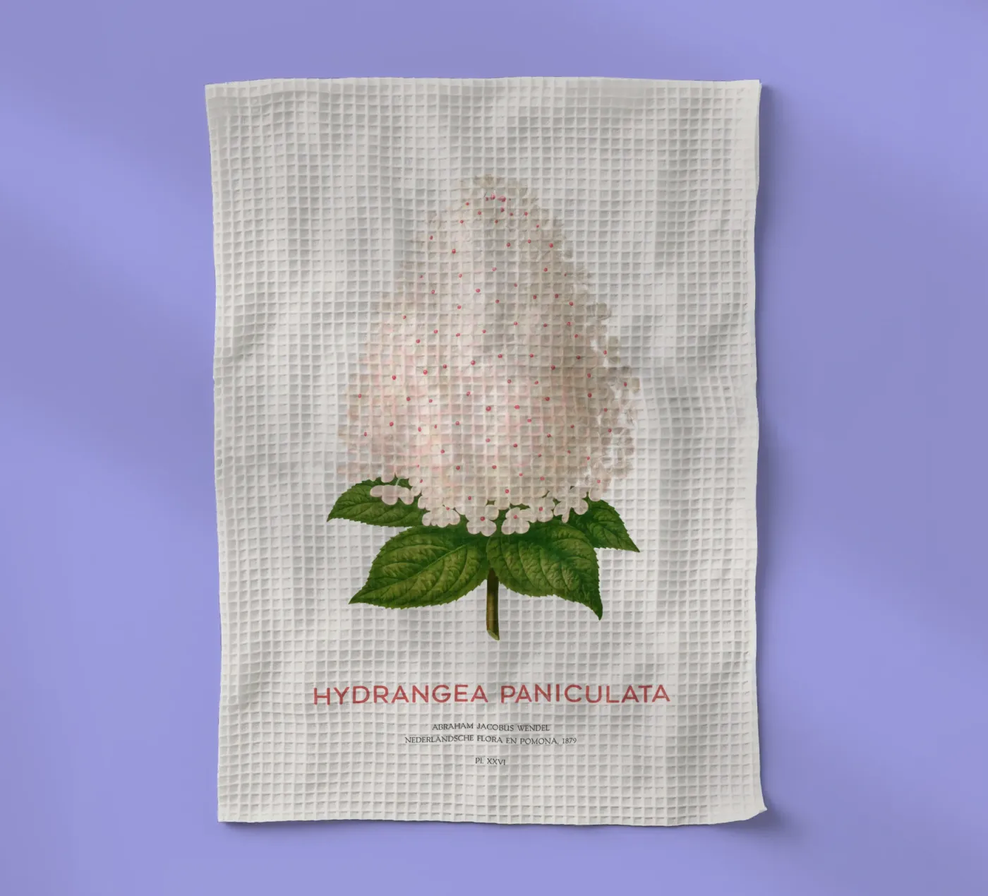 Panicled hydrangea or Hydrangea paniculata tea towel by Vintagrafica
