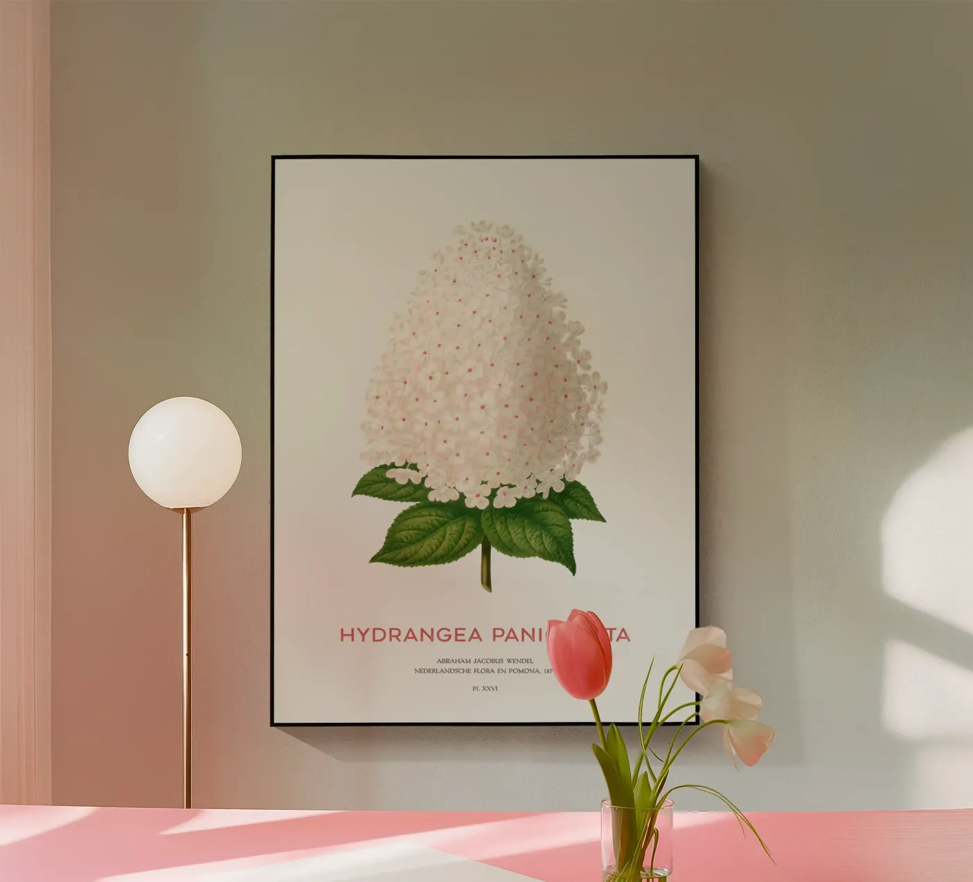 Panicled hydrangea or Hydrangea paniculata acrylic glass by Vintagrafica