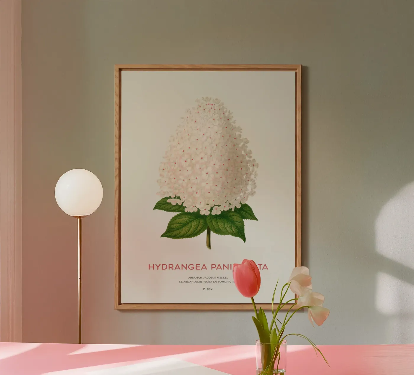 Panicled hydrangea or Hydrangea paniculata forex-plaat van Vintagrafica