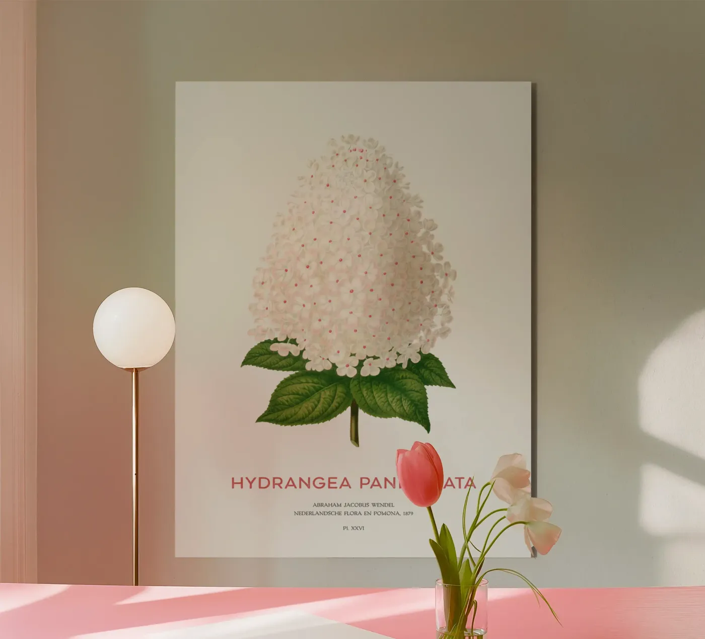 Panicled hydrangea or Hydrangea paniculata forex-plaat van Vintagrafica