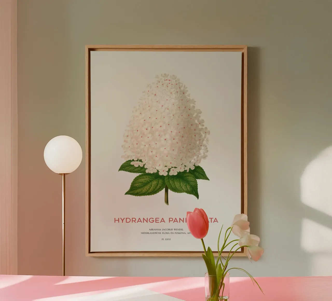 Panicled hydrangea or Hydrangea paniculata canvas by Vintagrafica