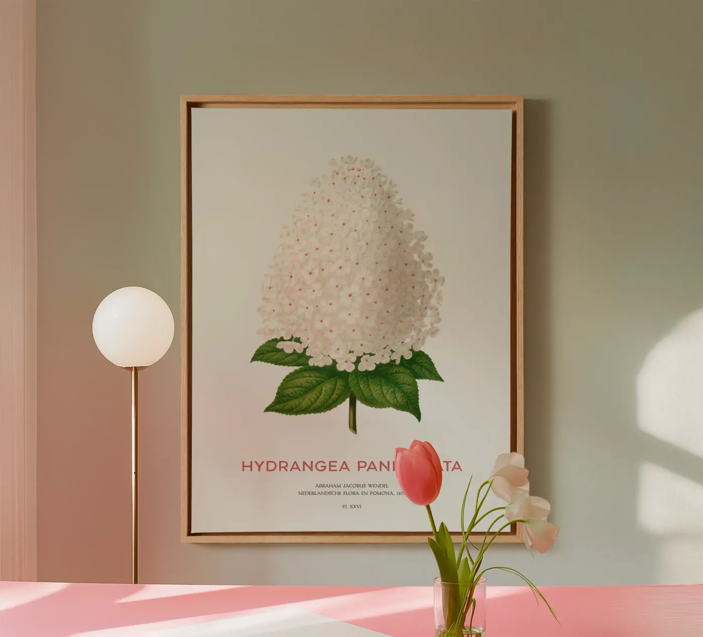 Panicled hydrangea or Hydrangea paniculata canvas by Vintagrafica