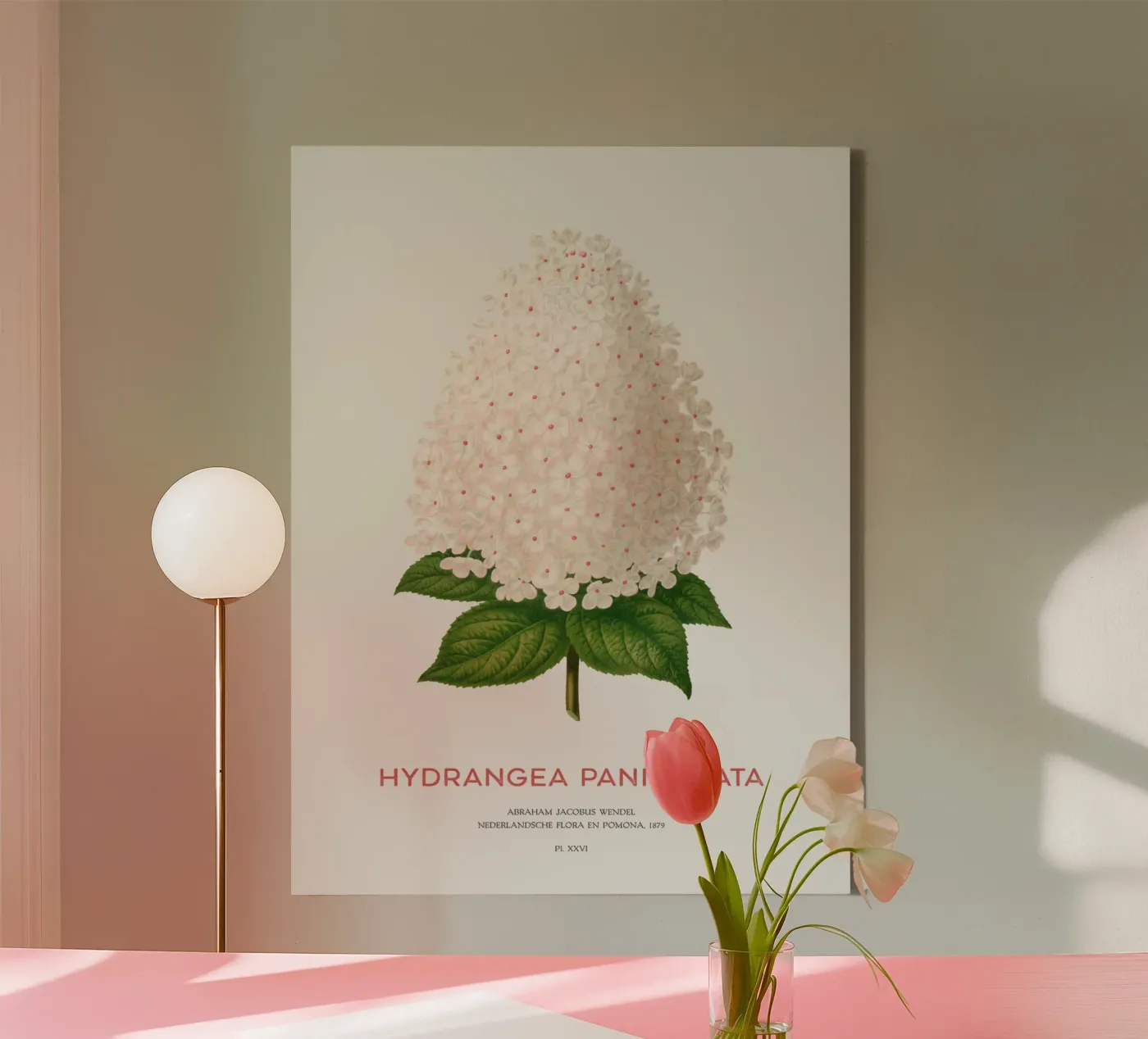 Panik-Hortensie oder Hydrangea paniculata Leinwand von Vintagrafica