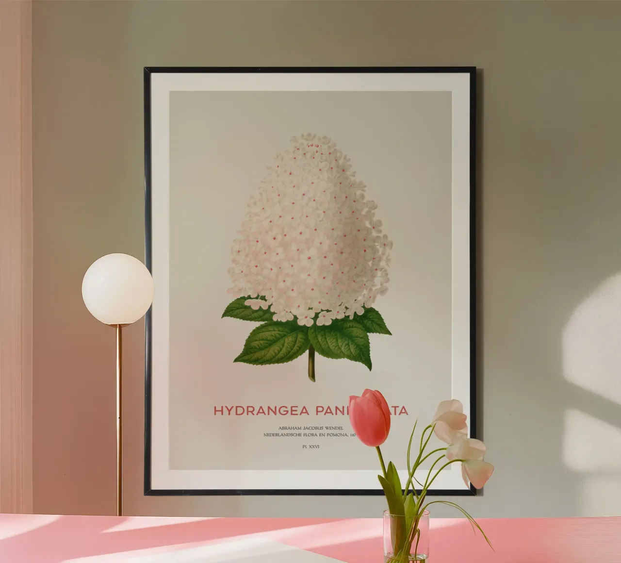 Hortensia paniculé ou Hydrangea paniculata poster de Vintagrafica