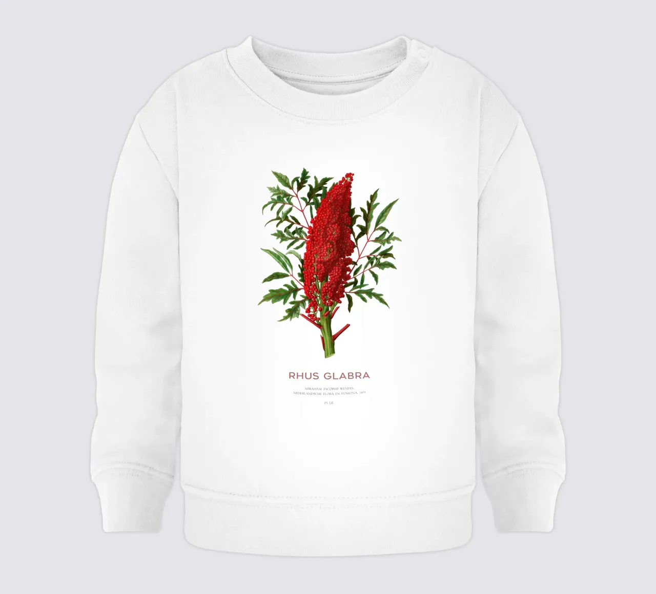 Sommacco liscio o Rhus glabra felpa neonato da Vintagrafica