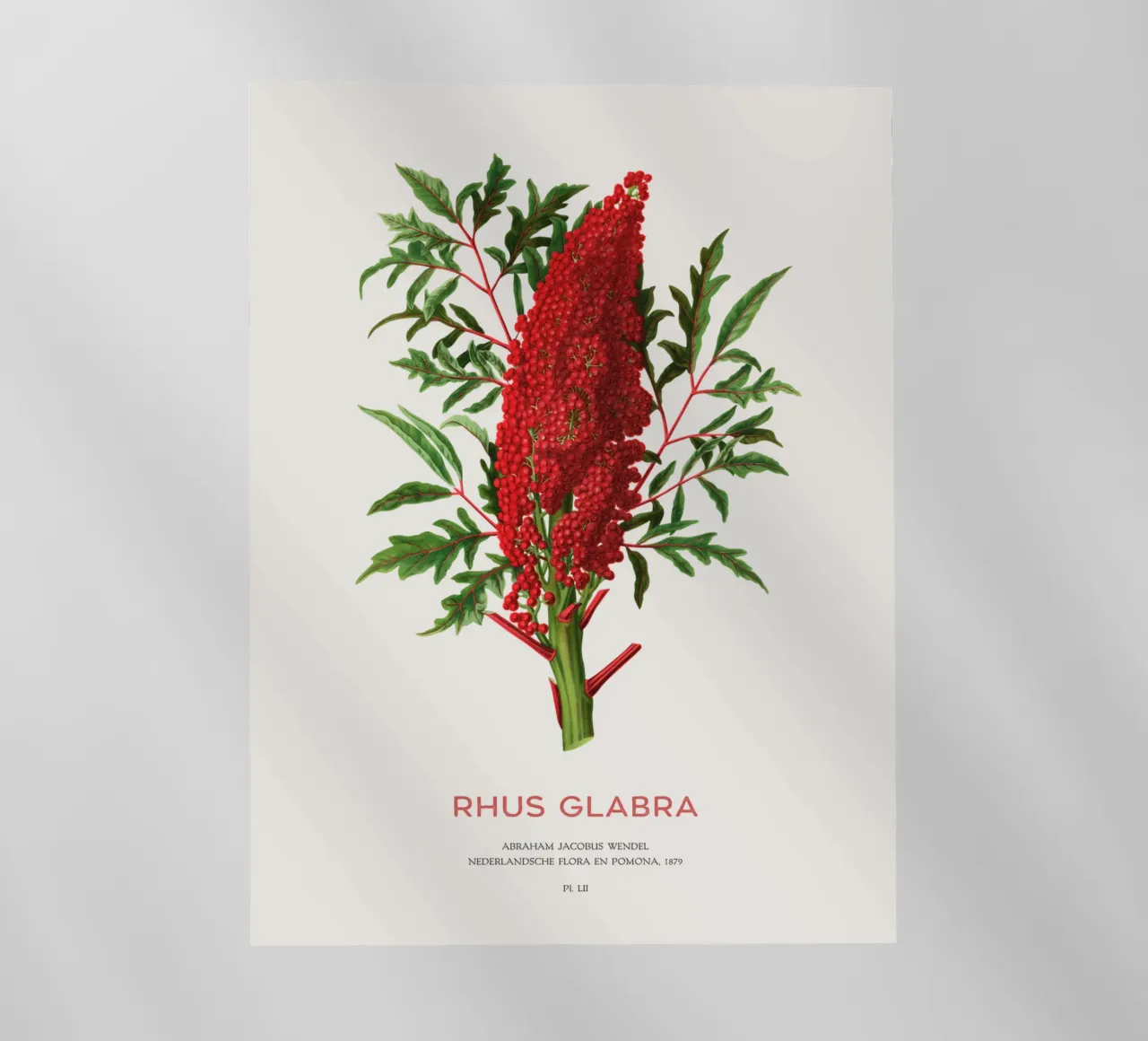 Glatter Sumach oder Rhus glabra Backlit Folie von Vintagrafica