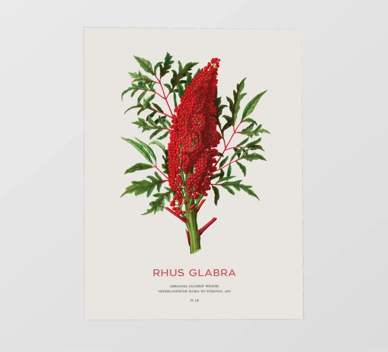 Glatter Sumach oder Rhus glabra PVC Plane von Vintagrafica