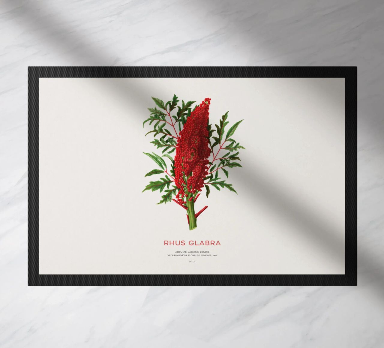 Zumaque liso o Rhus glabra felpudo de Vintagrafica