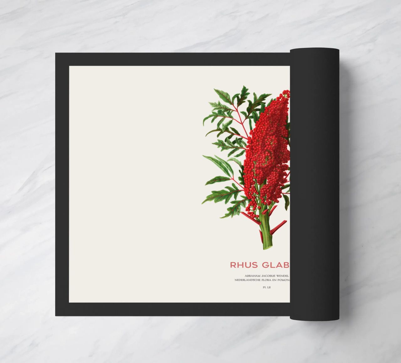 Zumaque liso o Rhus glabra felpudo de Vintagrafica