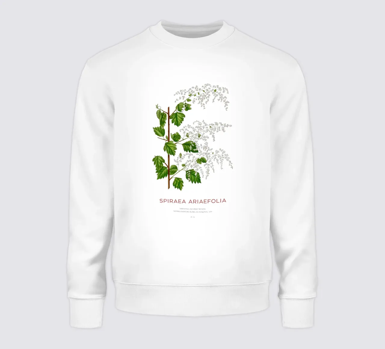 Spruzzo d'oceano o Spiraea ariifolia felpa da Vintagrafica