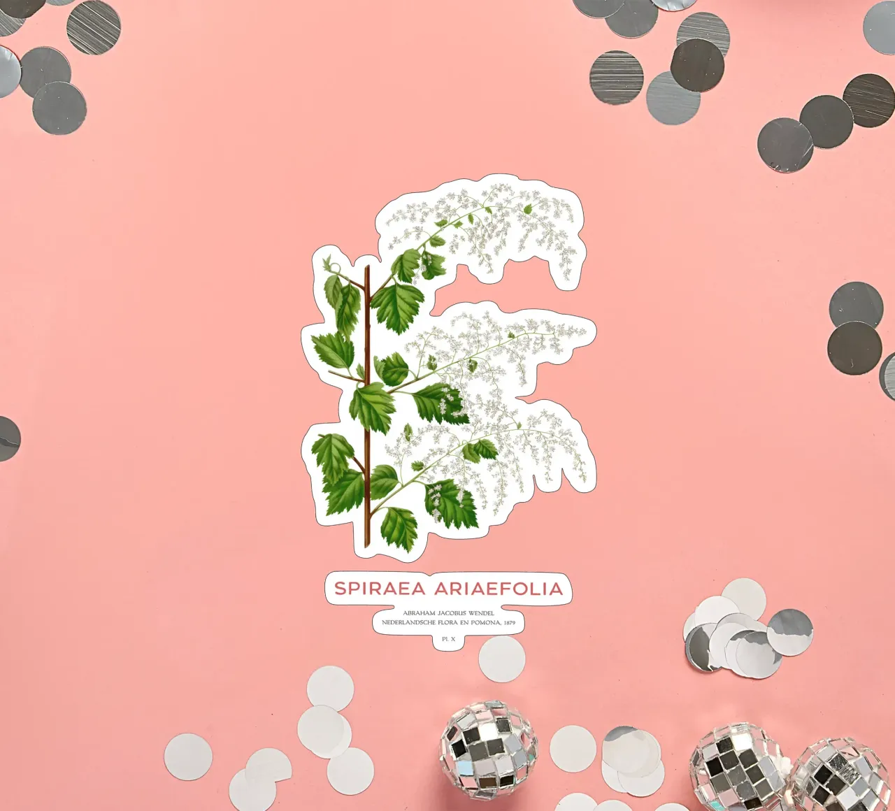 Meeresgischt oder Spiraea ariifolia Sticker von Vintagrafica