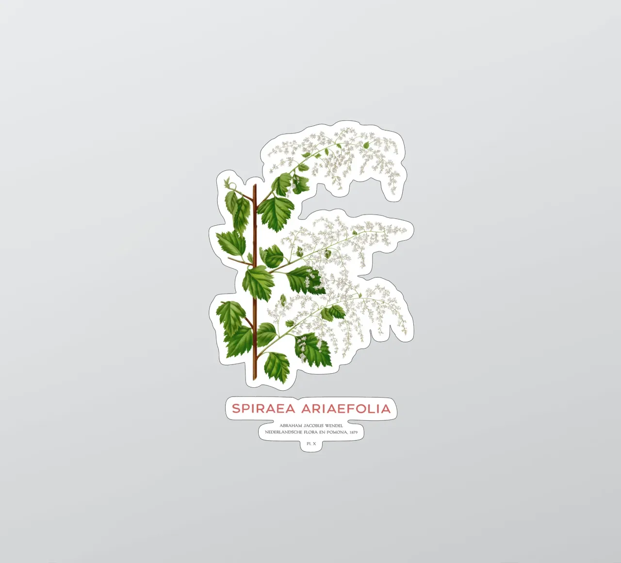 Meeresgischt oder Spiraea ariifolia Sticker von Vintagrafica
