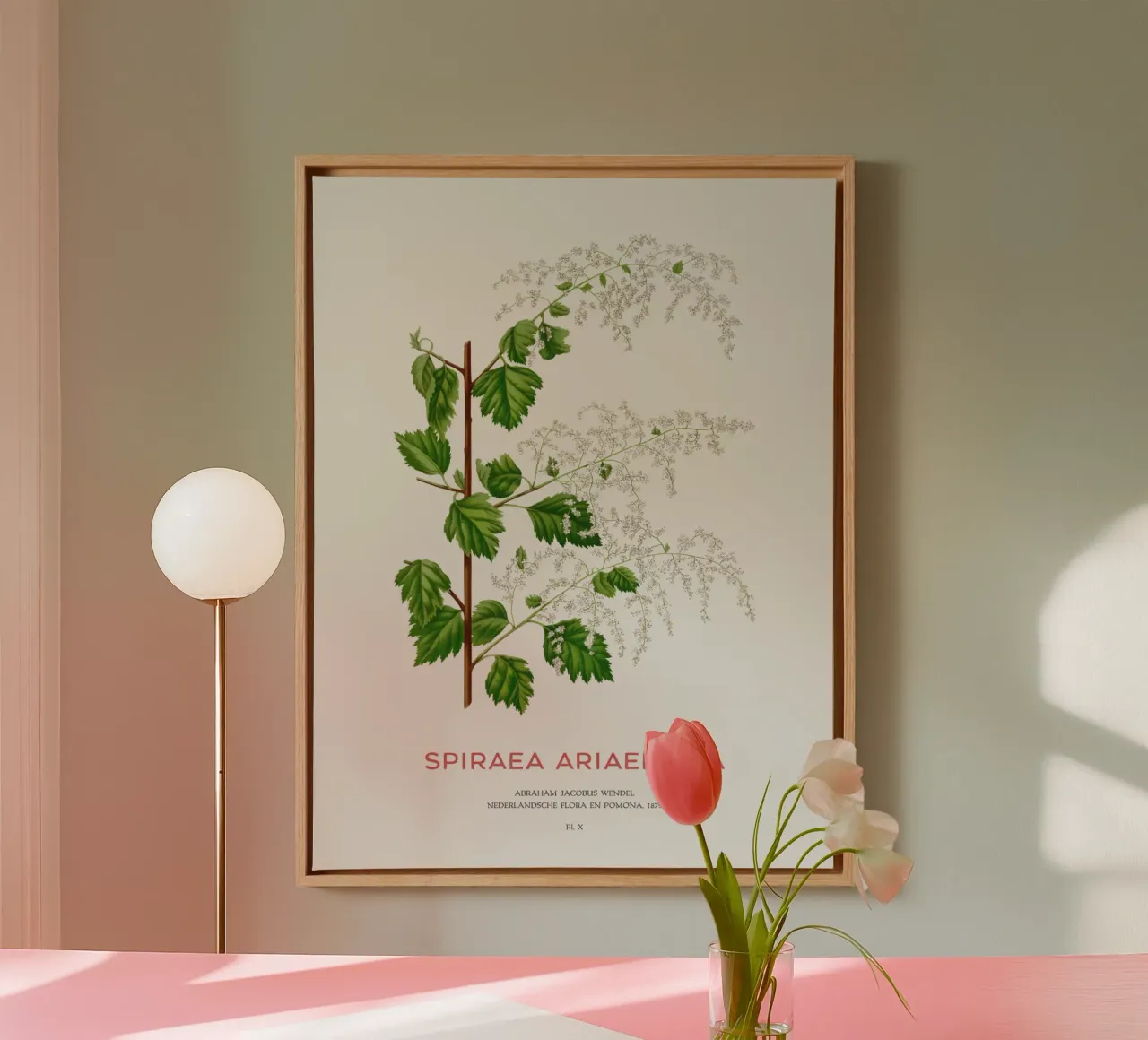 Meeresgischt oder Spiraea ariifolia Leinwand mit Schattenfugenrahmen von Vintagrafica