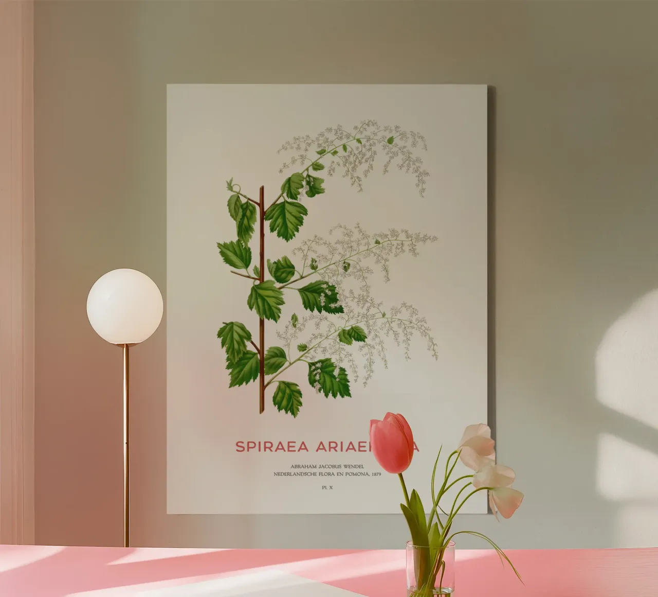 Meeresgischt oder Spiraea ariifolia Leinwand mit Schattenfugenrahmen von Vintagrafica