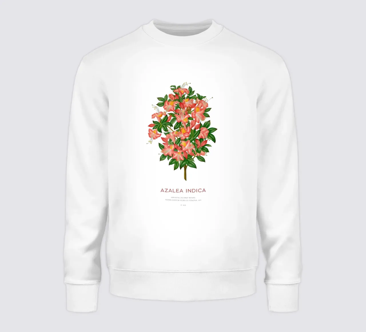 Azalea o Azalea indica felpa da Vintagrafica